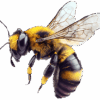 bee-3 (1)